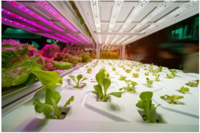 LM-79 and Integrating Sphere Spectrophotometer for Color Quality Testing of Plant Lamps